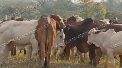 Ganaderos buscan no verse afectados por altas temperaturas