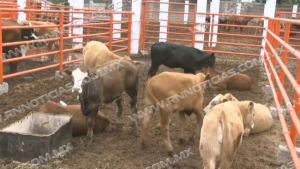 Ganaderos llevan a&ntilde;os batallando con la sequ&iacute;a; Ahora les va a llegar la can&iacute;cula