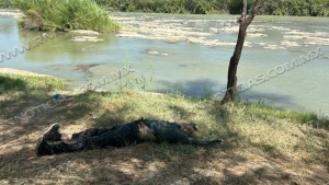 Recuperan ahogado número 6 en Nuevo Laredo; Pide PC no confiarse por río bajo