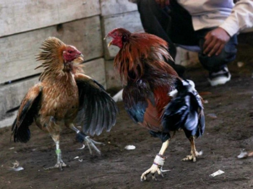 Peleas de gallos y corridas de toros no son patrimonio cultural: SCJN