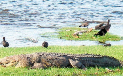Consideran a indigentes foco rojo por ataques de cocodrilos