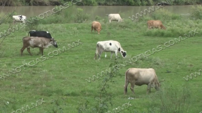Descartan casos de gusano barrenador en la frontera; contin&uacute;an acciones preventivas y monitoreo