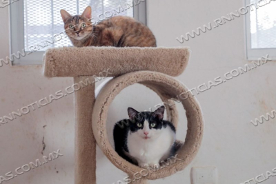 PROTEGEN DEL FR&Iacute;O A FELINOS Y CANINOS RESCATADOS EN REFUGIO MUNICIPAL