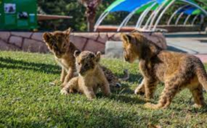 Llegan 30 diferentes especies al Zool&oacute;gico de Tamat&aacute;n