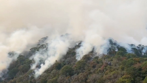 Incendios forestales afectaron mil hect&aacute;reas en Tamaulipas