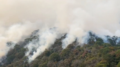 Incendios forestales afectaron mil hectáreas en Tamaulipas