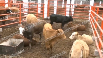 Nos ha tocado una canícula con lluvias; Ganaderos