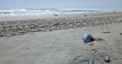 Llegan medusas a Playa Tesoro