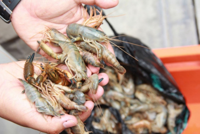 Extensi&oacute;n de veda y falta de apoyo oficial, agobian a sector camaronero