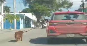 Preparan multa a due&ntilde;o de perrito que lo paseaba en camioneta en movimiento