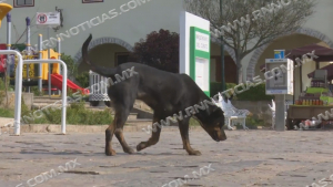 Combatir&aacute; gobierno de Nuevo Laredo  sobrepoblaci&oacute;n de perros y gatos