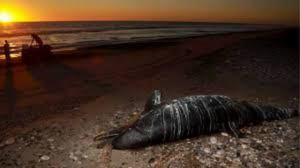 Sube a 32 los delfines muertos en h&aacute;bitat de vaquita marina