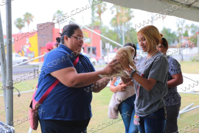 ACOGEN FAMILIAS A 29 MASCOTAS DURANTE LA FERIA DE LA ADOPCI&Oacute;N