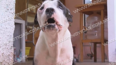 Aumentan agresiones de perros y gatos dentro del hogar por pandemia