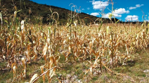 Da&ntilde;a cosechas plagas y sequ&iacute;a