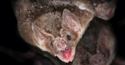 Alertan por ataques de murciélago