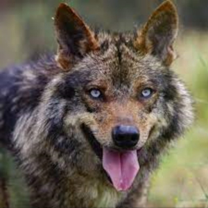 Lobos mutantes expuestos al desastre de Chernóbil desarrollan resistencia al cáncer