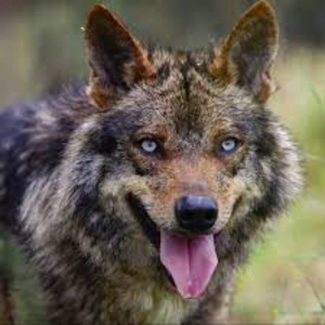 Lobos mutantes expuestos al desastre de Chern&oacute;bil desarrollan resistencia al c&aacute;ncer