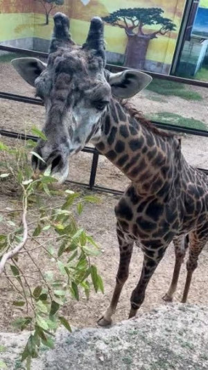 Espera Zool&oacute;gico y Acuario m&aacute;s de 40 mil visitantes en temporada vacacional