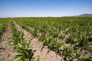Esperan que el bombardeo de nubes le venga bien a los cultivos