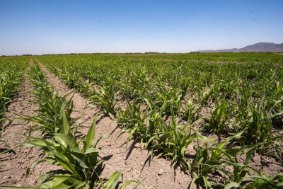 Esperan que el bombardeo de nubes le venga bien a los cultivos