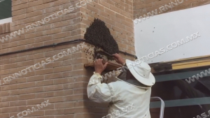 Aumenta aparici&oacute;n de abejas por calor en Nuevo Laredo