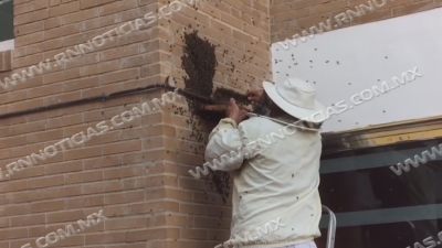 Protecci&oacute;n civil y apicultores en resguardado de abejas