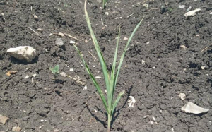 Falta de lluvias causar&aacute; ciclo agr&iacute;cola cr&iacute;tico