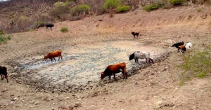 Gestionan declarar desastre en el agro