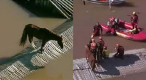 Rescatan caballo que qued&oacute; atrapado en un techo por las inundaciones en Brasil