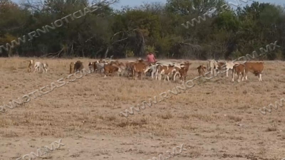 Beneficiados el 80 por ciento de los ganaderos de Nuevo Laredo con lluvias pasadas