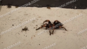 Persiste aparición de animales ponzoñosos pese al otoño