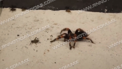 Persiste aparici&oacute;n de animales ponzo&ntilde;osos pese al oto&ntilde;o