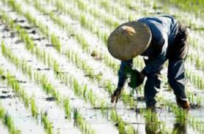 Arrancó la cosecha de arroz en Tamaulipas