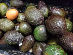 Alcanza el aguacate precio de &ldquo;oro verde&rdquo;