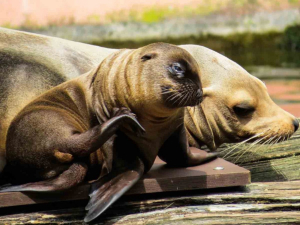 Mueren 3 mil lobos marinos por presunta gripe aviar en Per&uacute;