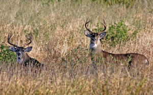 En Tamaulipas van contra crueldad hacia animales en caza deportiva