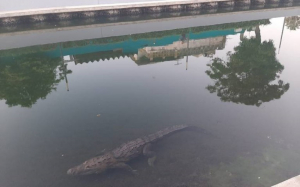 Reubican a cocodrilos peligrosos
