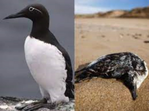 Hallan cientos de p&aacute;jaros araos muertos en playas francesas