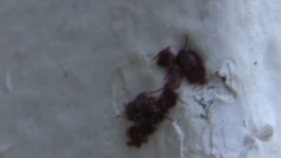 VIDEO Sequ&iacute;a y calor podr&iacute;an traer proliferaci&oacute;n de garrapatas y pulgas