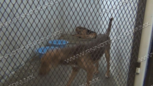 Piden cuidar a mascotas por temporada de fríos