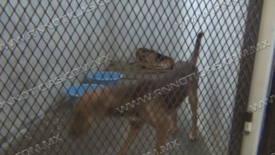 Piden cuidar a mascotas por temporada de fr&iacute;os