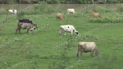 Lluvias dejan ligero alivio al campo y ganader&iacute;a; CILA