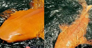 Tiburón naranja descubierto en Costa Rica es algo nunca visto