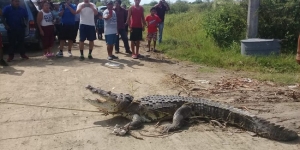 Capturan a cocodrilo que caminaba por terracería