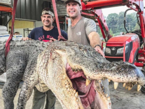 Cazan cocodrilo gigante en Misisipi y rompen r&eacute;cord