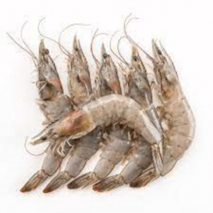 Veda de camar&oacute;n se alarga hasta Octubre; no hay suficiente producto