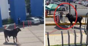 Toro se mete a una escuela en CDMX