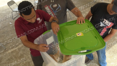Hay sobrepoblaci&oacute;n de perros y gatos en Nuevo Laredo