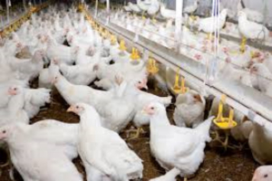 OMS advierte que el riesgo de gripe aviar H5N1 est&aacute; evolucionando